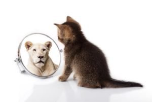 gatinho_olhando_seu-reflexo_no_espelho_como_leao
